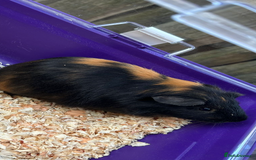 Guinea Pig rodents for sale: Male baby Guineapigs  - Image 15