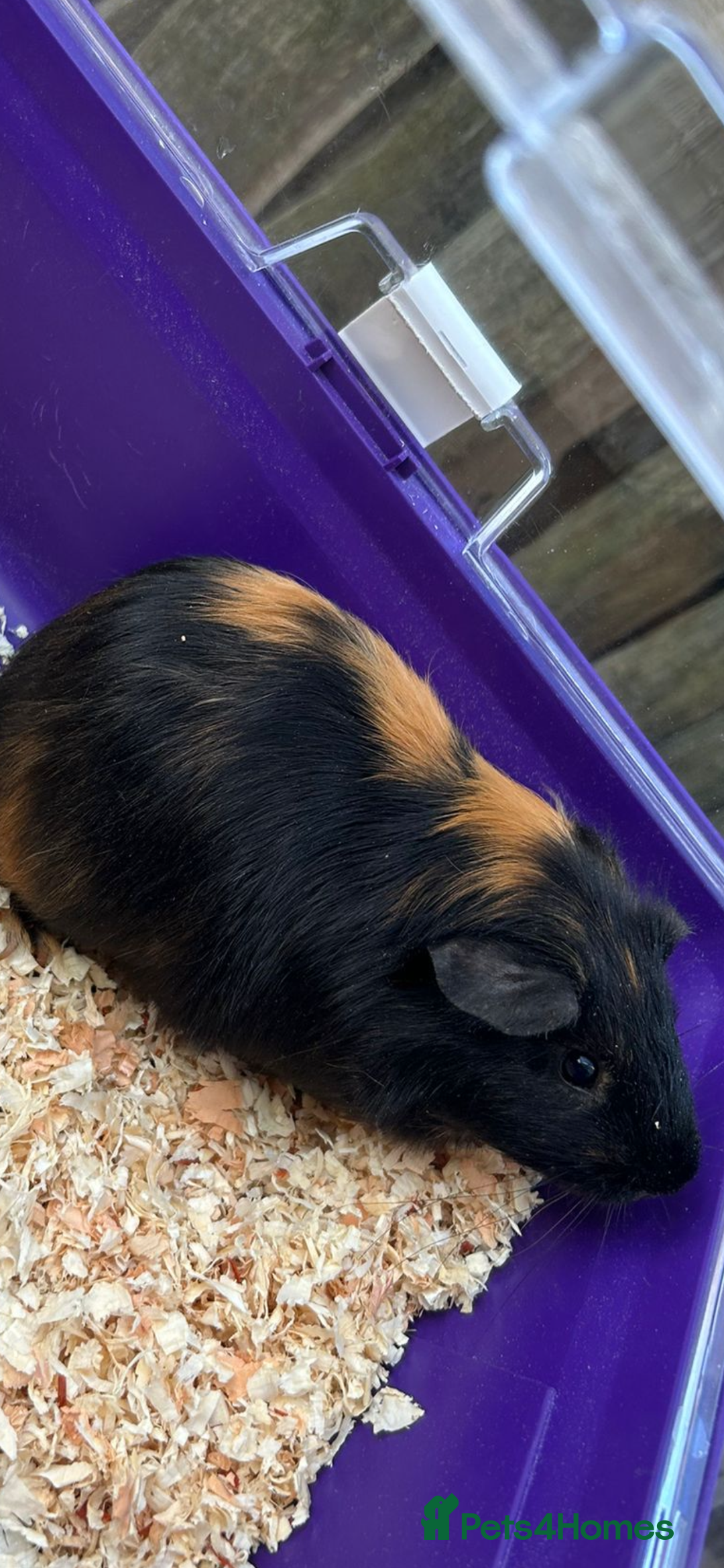 Guinea Pig rodents for sale: Male baby Guineapigs  - Image 15