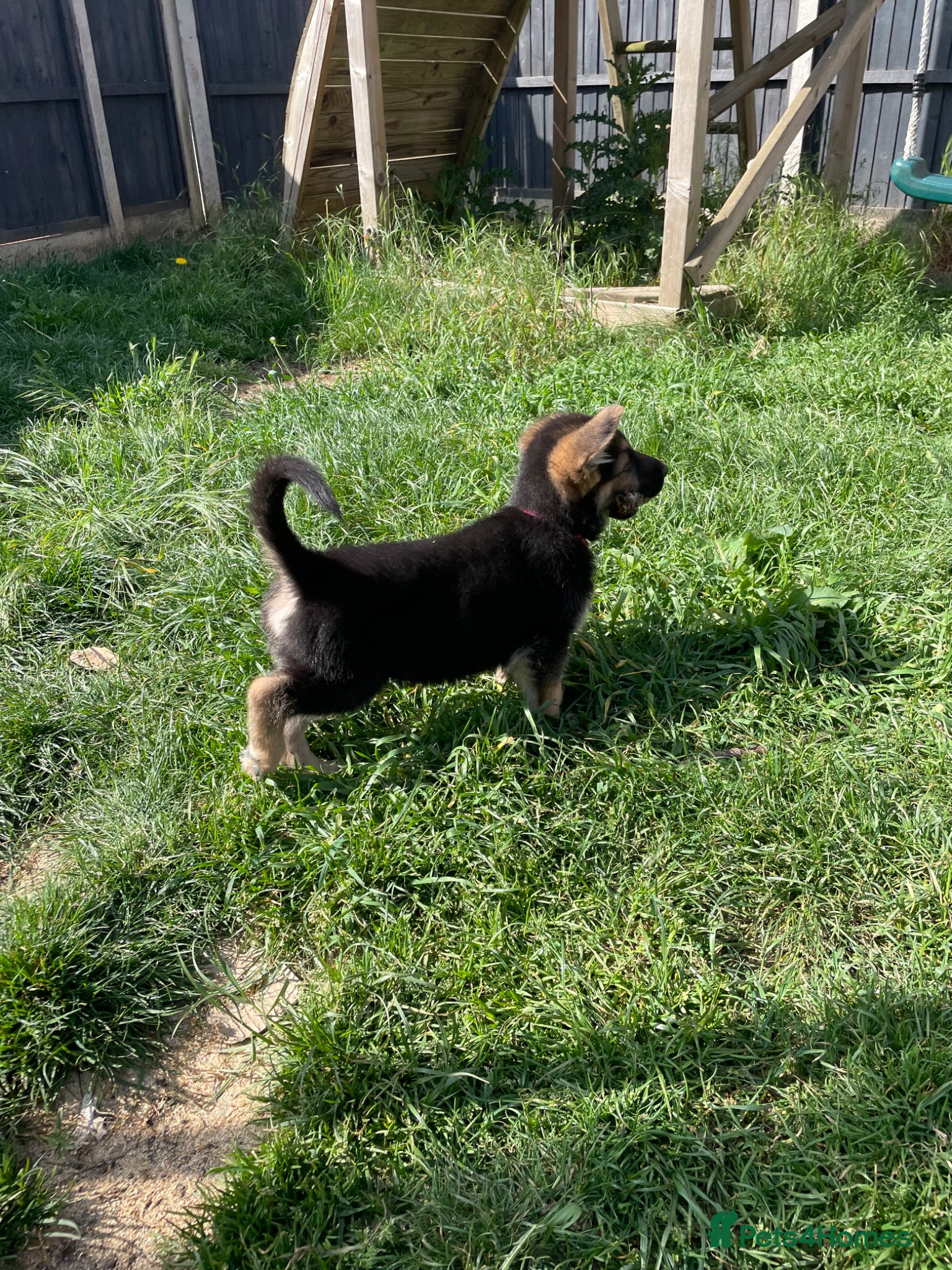 German Shepherd dogs Black/Tans & Whites German Shepherd Puppies - Advert 16