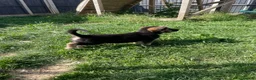 German Shepherd dogs for sale: READY TO GO - German Shepherd Puppies - Advert 4