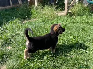 German Shepherd dogs Black/Tans & Whites German Shepherd Puppies - Advert 16