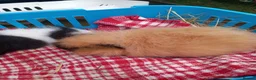 Guinea Pig rodents for sale: Swiss baby boys - Advert 8