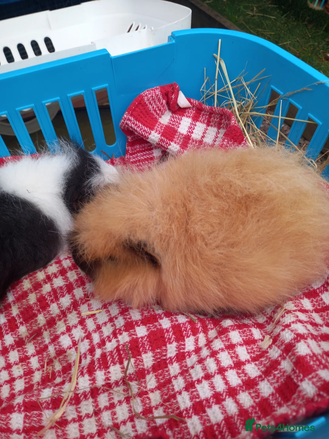 Guinea Pig rodents for sale: Swiss baby boys - Advert 8
