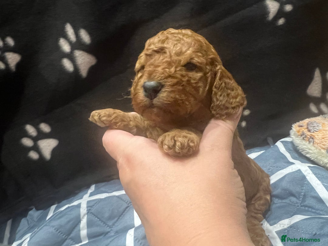 Cockapoo dogs for sale: Ready Monday 2 Cockapoo females  - Advert 26