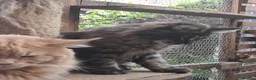 Maine Coon cats for sale: Maine coon xl pedigree active - Advert 6