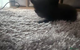 British Longhair cats for sale: X5 ragdoll crossbreed kitten polydactyl  - Advert 3