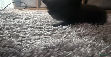 British Longhair cats X5 ragdoll crossbreed kitten polydactyl  - Advert 7