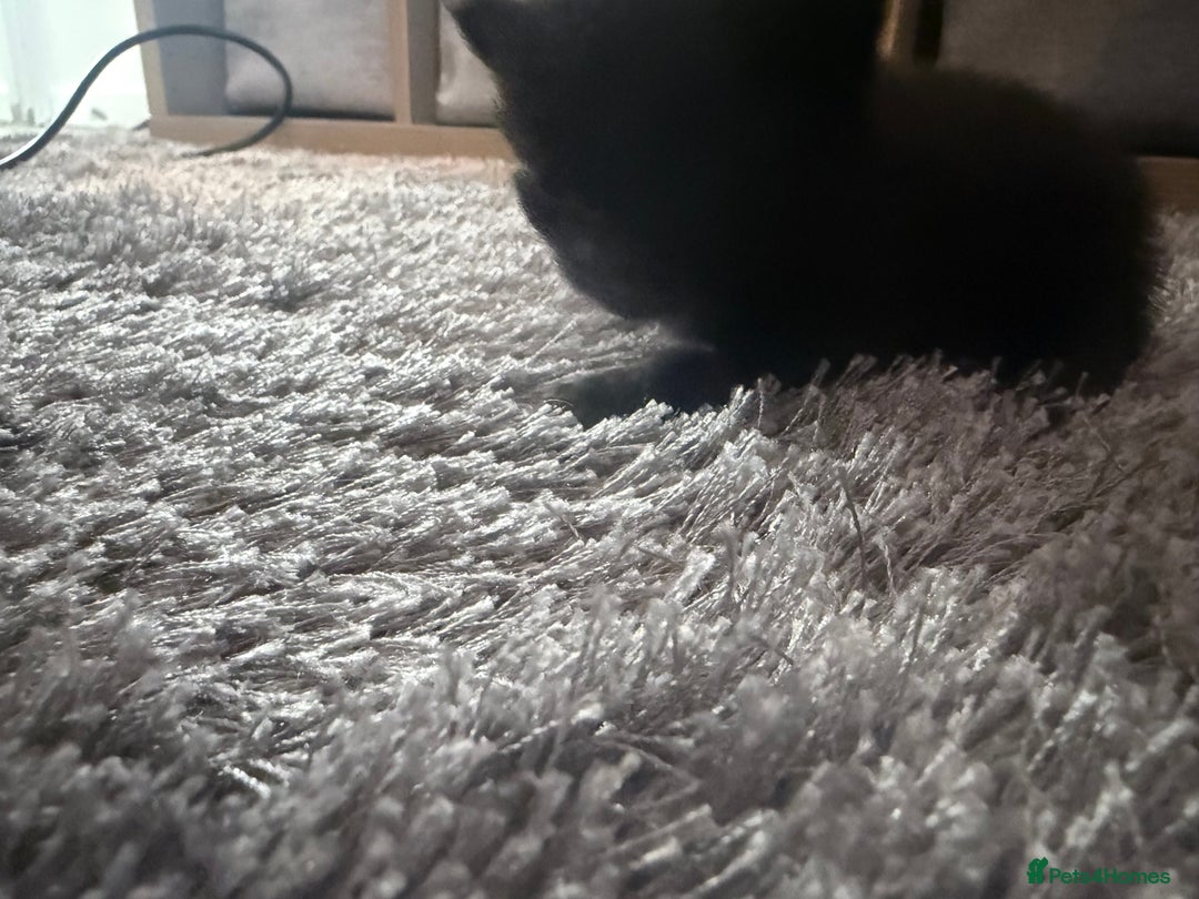 British Longhair cats for sale: X5 ragdoll crossbreed kitten polydactyl  - Advert 3