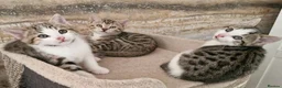 Mixed Breed cats for sale: 3 half bengal kittens - Advert 12