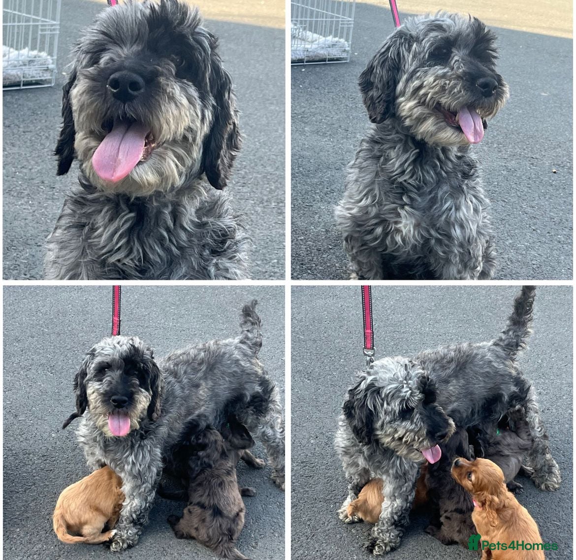 Mixed Breed dogs CAVAPOO PUPPIES 🐶🐾💙🩷 - Advert 1