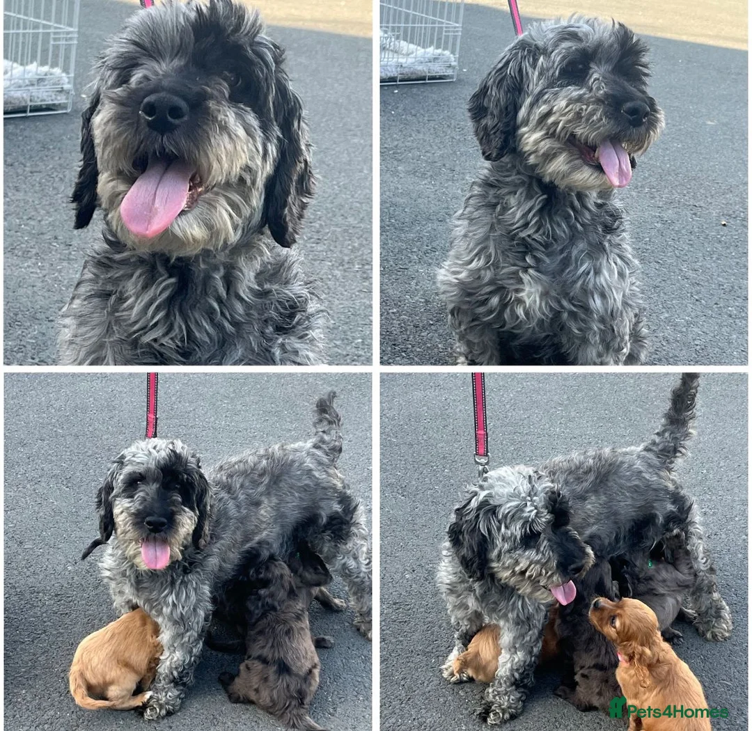 Mixed Breed dogs for sale: CAVAPOO PUPPIES 🐶🐾💙🩷 - Advert 1