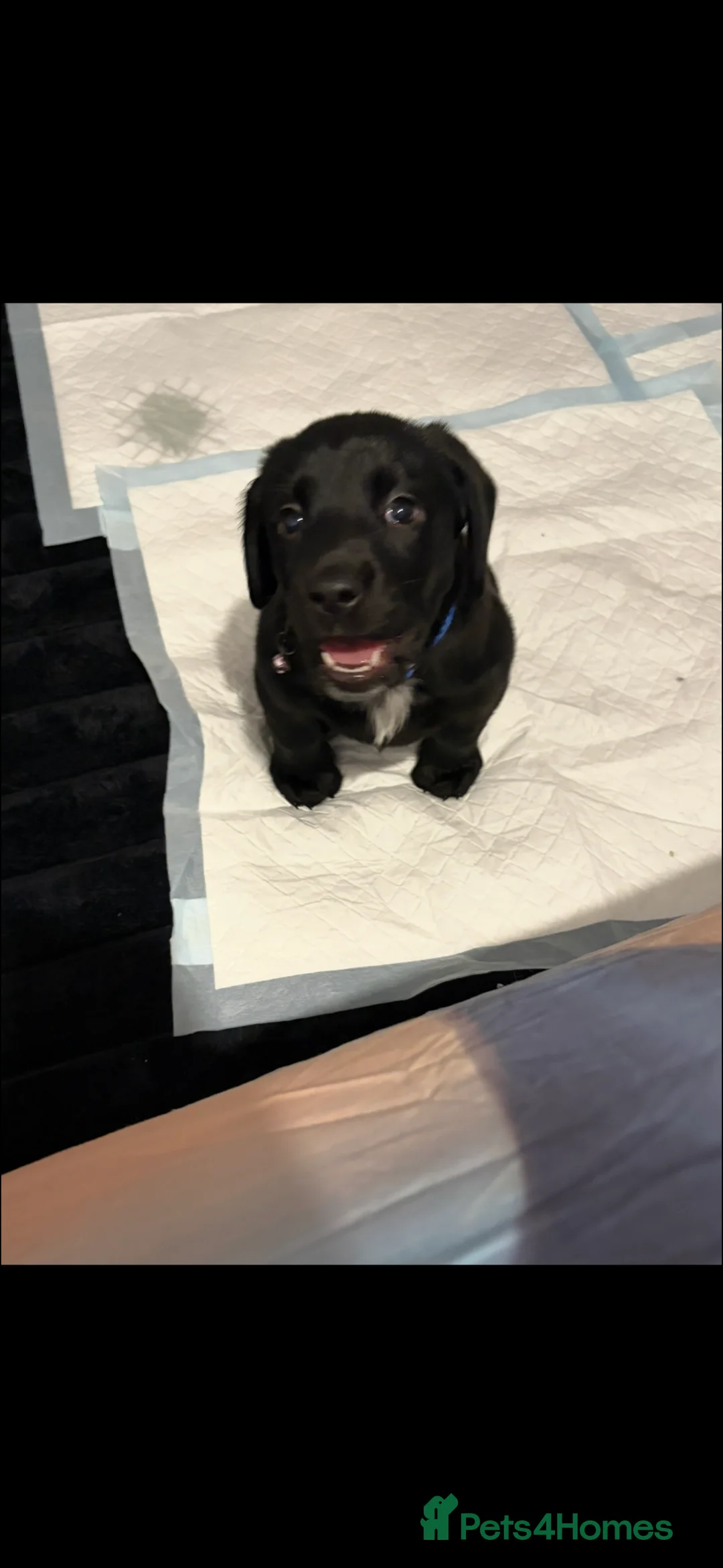 Cockerdor dogs for sale: Girl puppy  - Advert 1