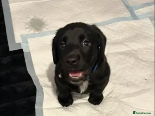 Cockerdor dogs Girl puppy - Advert 2