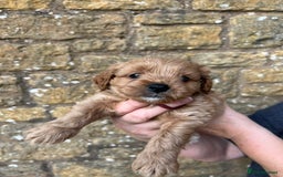 Cavachon dogs for sale: Cavapoochon puppies  - Image 15