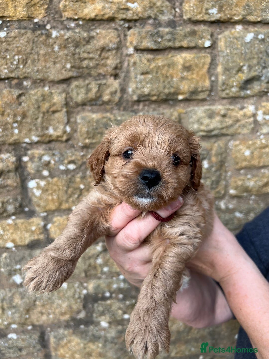 Cavachon dogs for sale: Cavapoochon puppies  - Image 15
