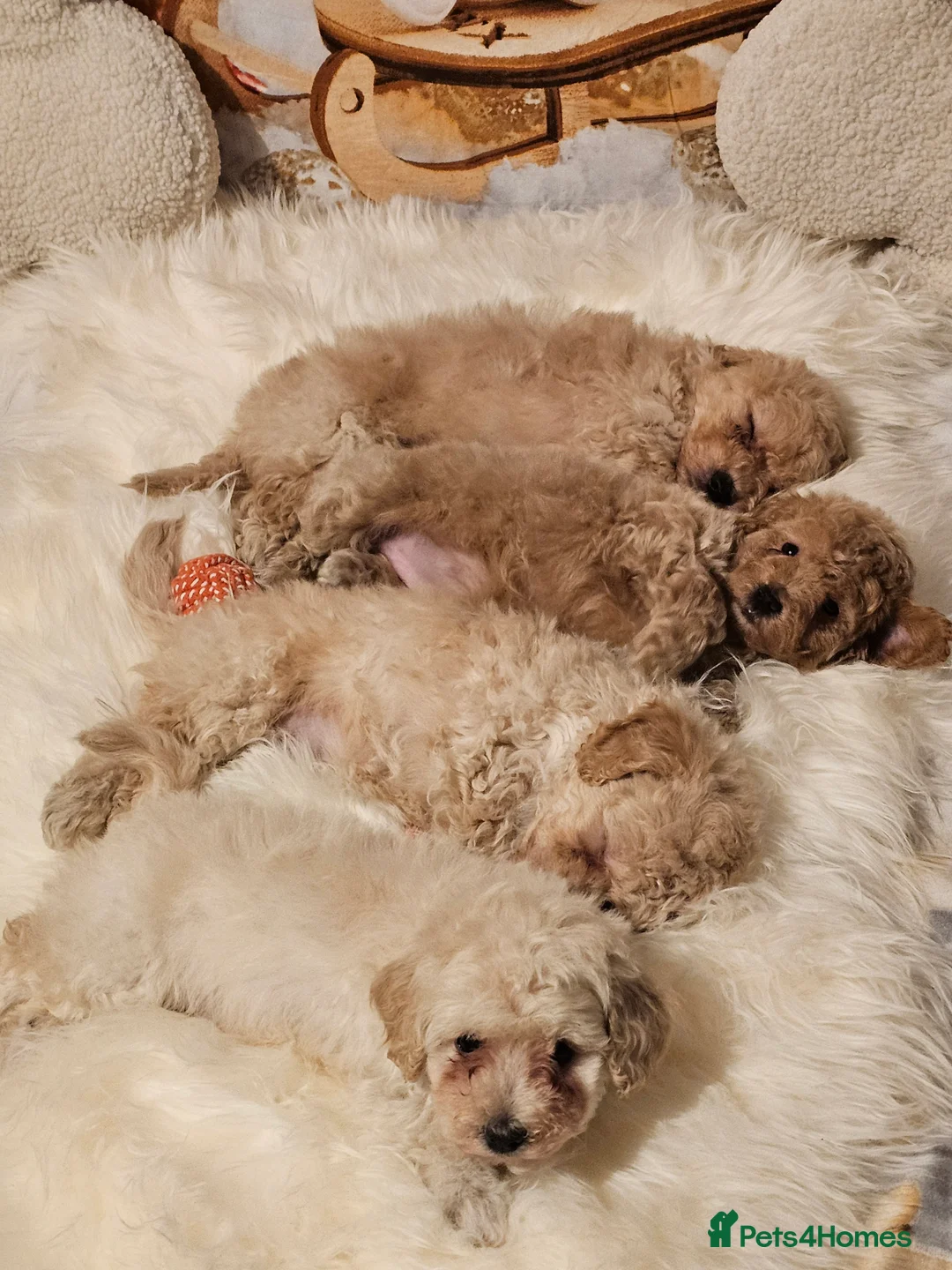 Maltipoo dogs for sale: 🐶 Beautiful Apricot Maltipoo Puppies for Sale 🐶 - Advert 7