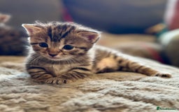 Bengal cats for sale: Bengal X Ragdoll - Image 13