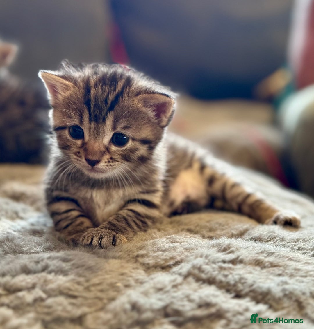 Bengal cats for sale: Bengal X Ragdoll - Image 13