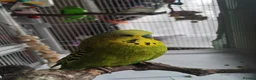 Budgerigars birds for sale: Budgie looking for a home with a friend  in Thornton-Cleveleys - Advert 3