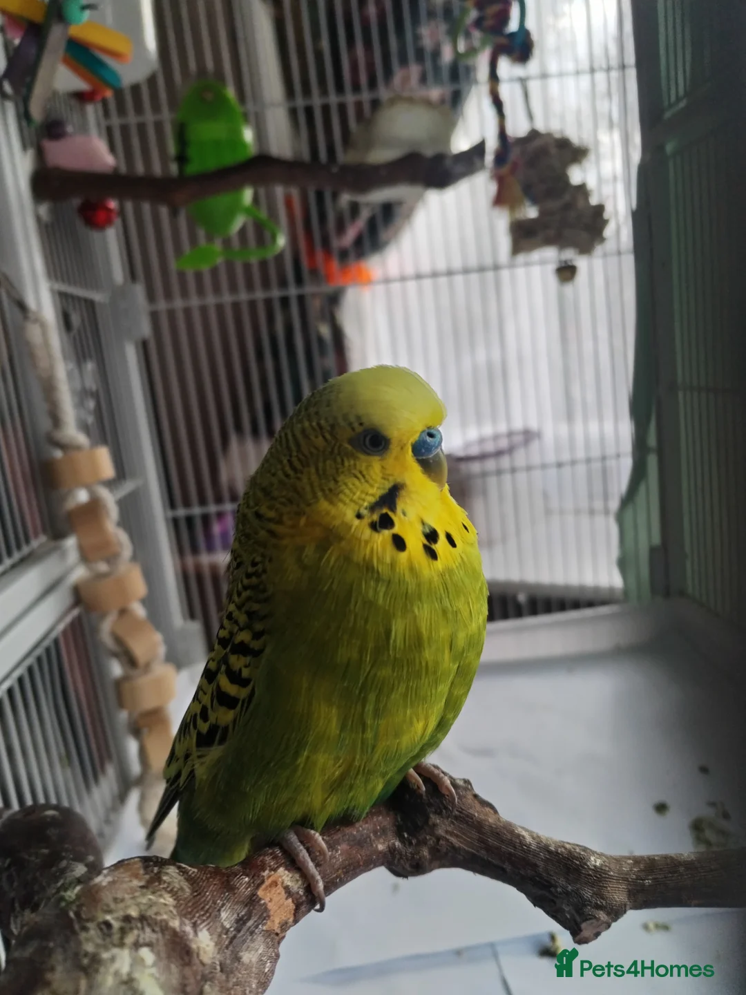 Budgerigars birds for sale: Budgie looking for a home with a friend  in Thornton-Cleveleys - Advert 3
