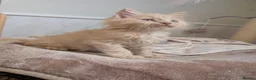 Maine Coon cats for sale: Stunning Tica pedigree boy kitten.  - Advert 4
