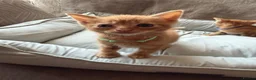 British Shorthair cats for sale: Gorgeous Ginger Kittens - Ready to leave in Mansfield - Advert 20
