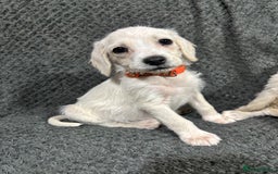Mixed Breed dogs for sale: Jackapoo x cockapoo puppies - Image 6