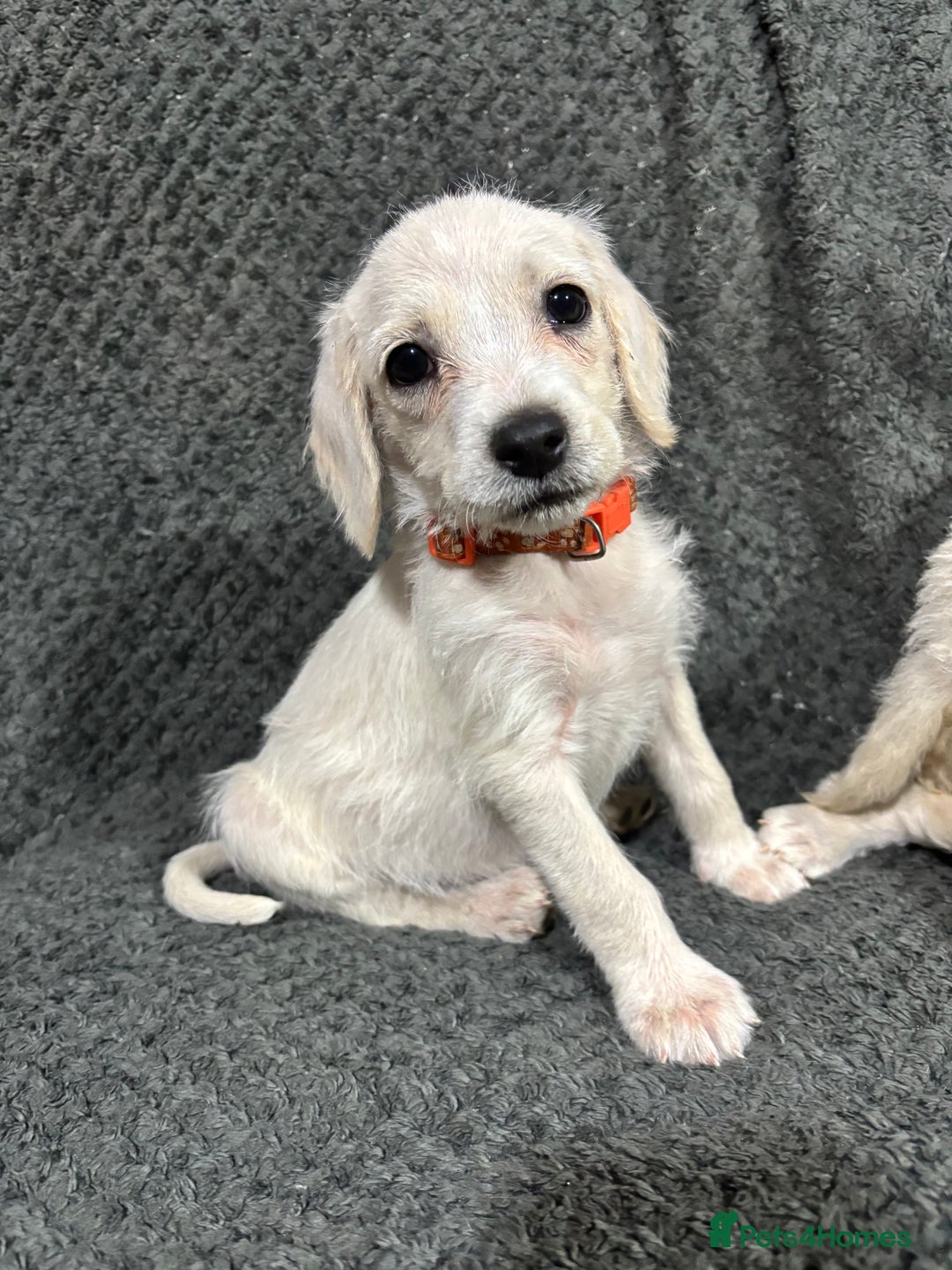 Mixed Breed dogs for sale: Jackapoo x cockapoo puppies - Image 6
