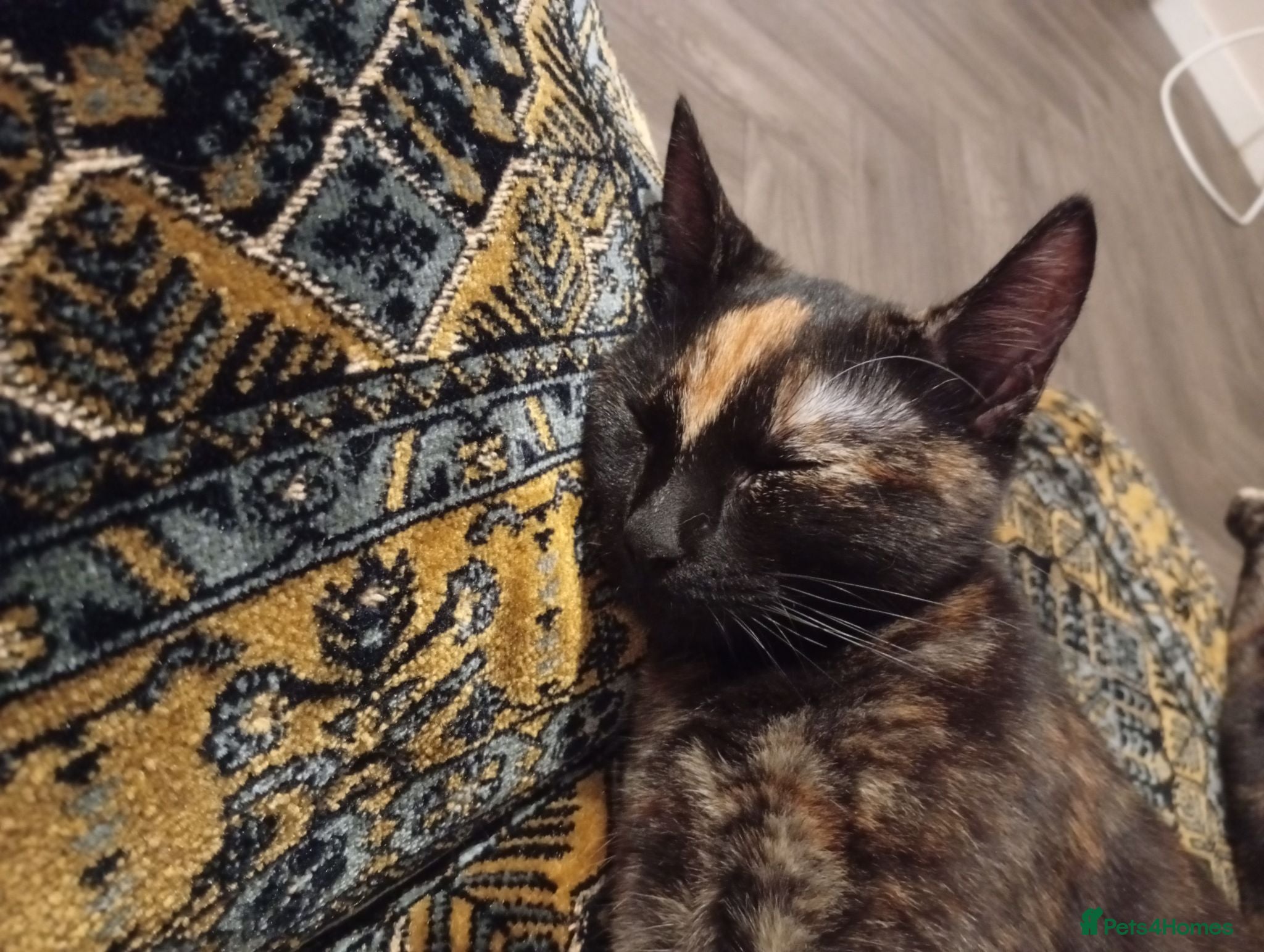 Mixed Breed cats Two unique pattern female cats - Advert 7
