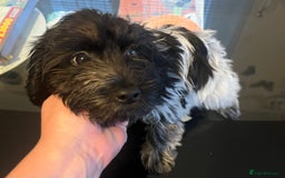 Cockapoo dogs for sale: F1b beautiful girl  - Image 18