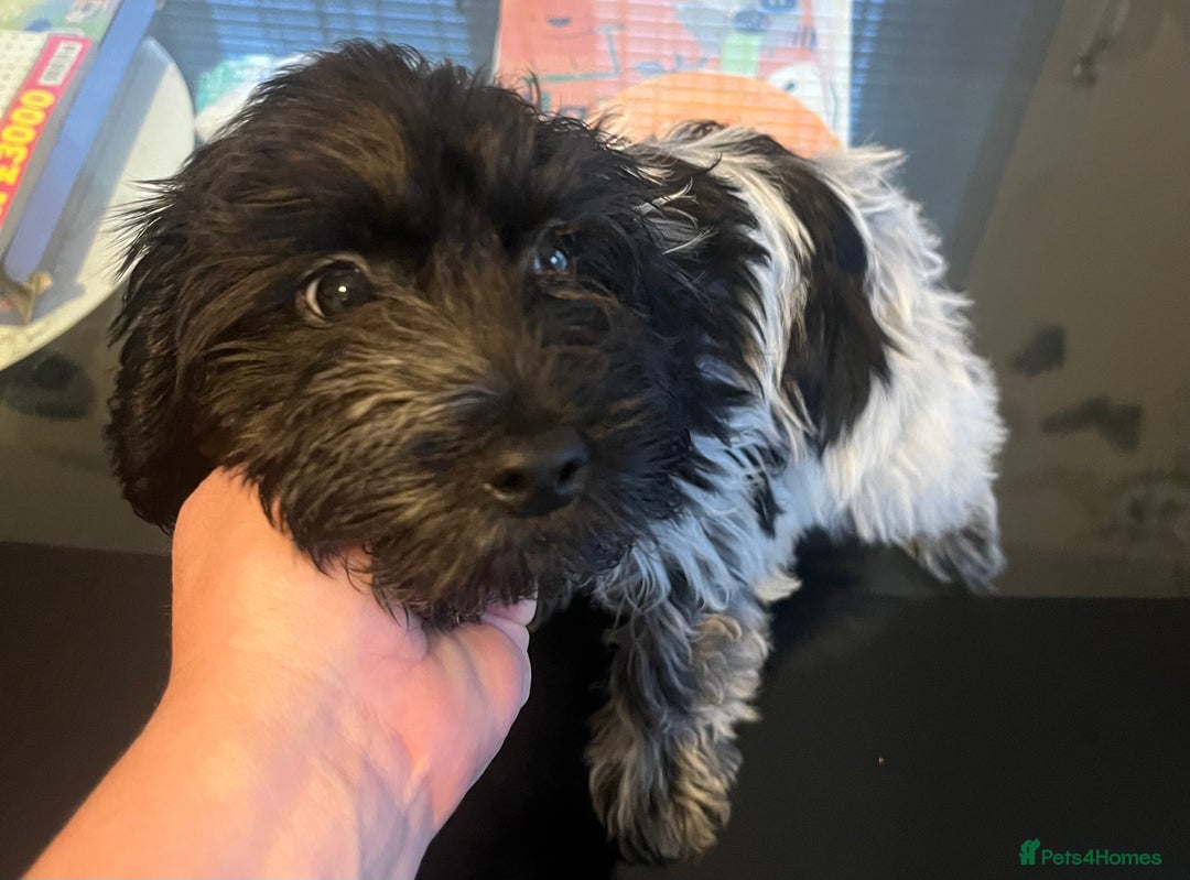 Cockapoo dogs for sale: F1b beautiful girl  - Image 18