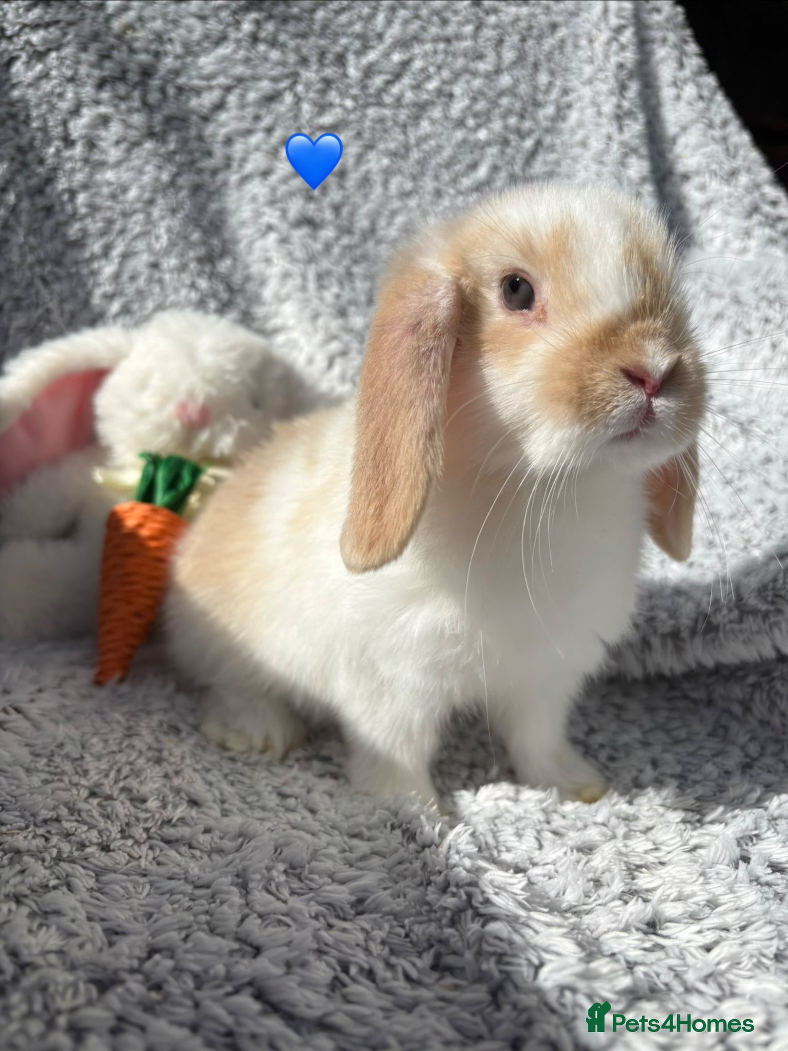 Mini Lop rabbits for sale: Available now! - Advert 2
