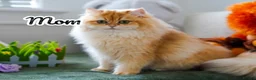 British Longhair cats for sale: TICA Exceptional Pedigree Golden British Kittens - Advert 6