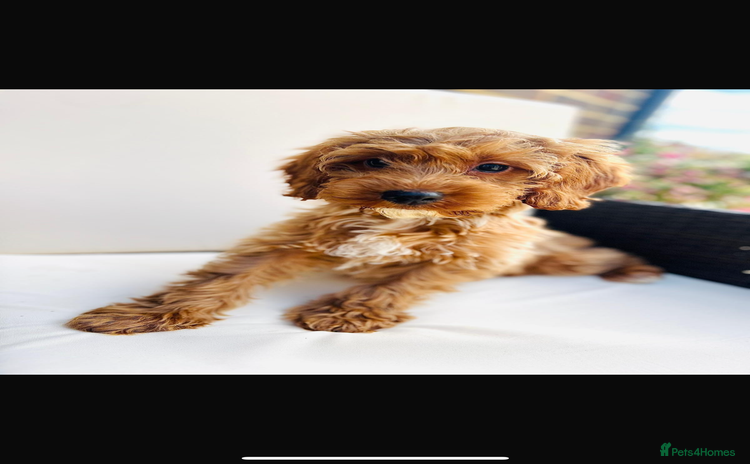 Cockapoo dogs in Ashford - Advert 7