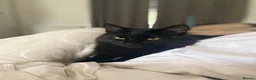British Longhair cats for sale: Male cat for sale - Advert 15