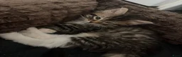 Ragdoll cats for sale: 75% ragdoll kittens ready now  - Advert 4