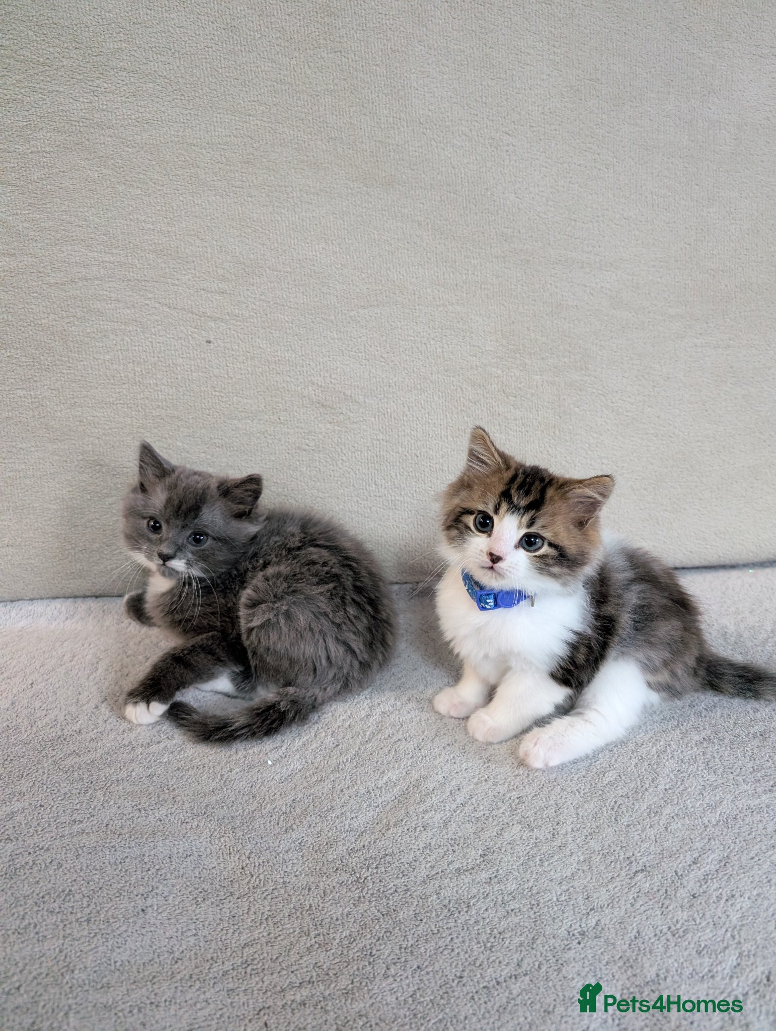 Siberian cats Siberian crossed kittens  - Advert 1