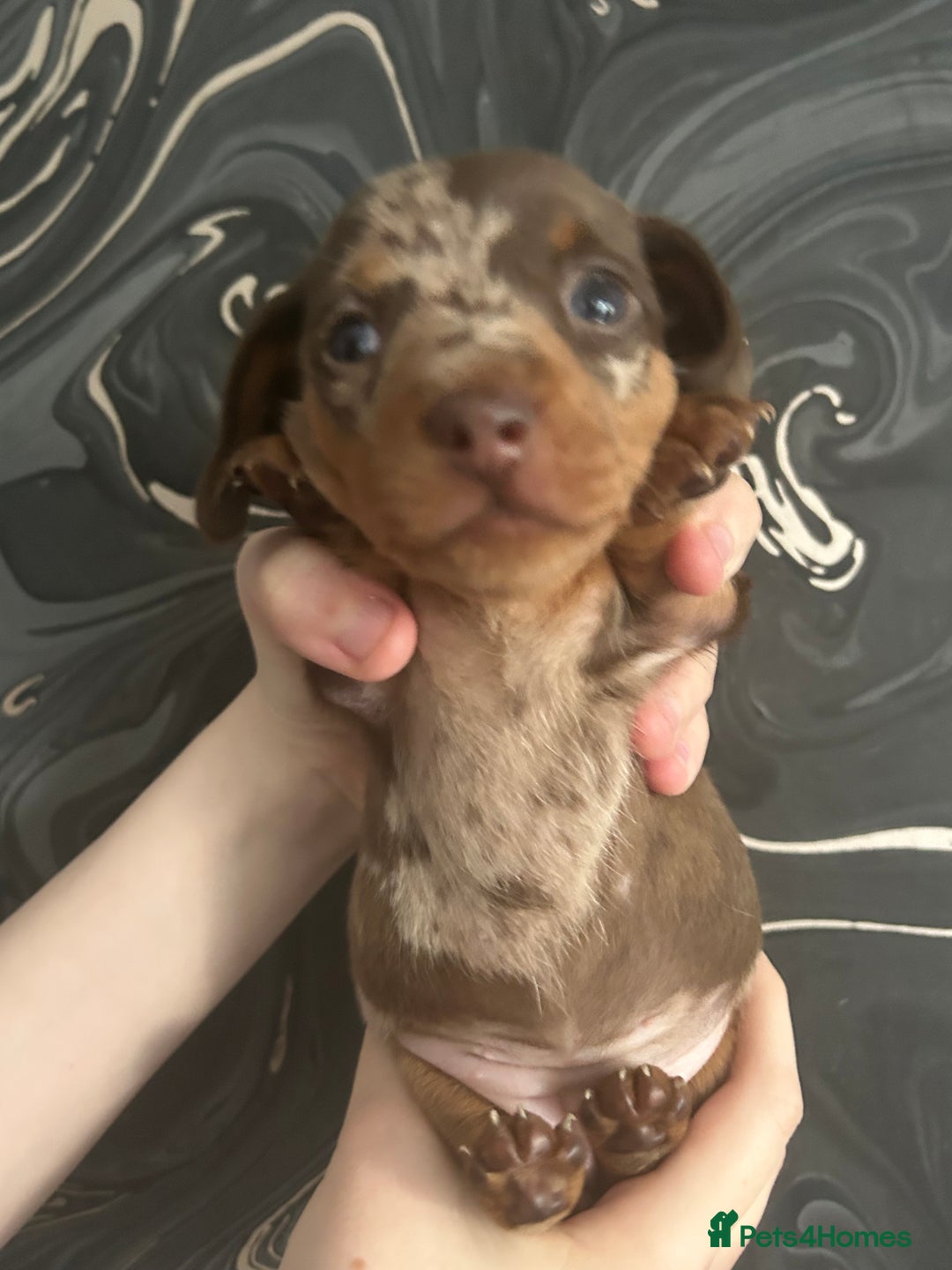 Miniature Dachshund dogs for sale: 3  kc registered miniature dachshund puppies  - Image 2