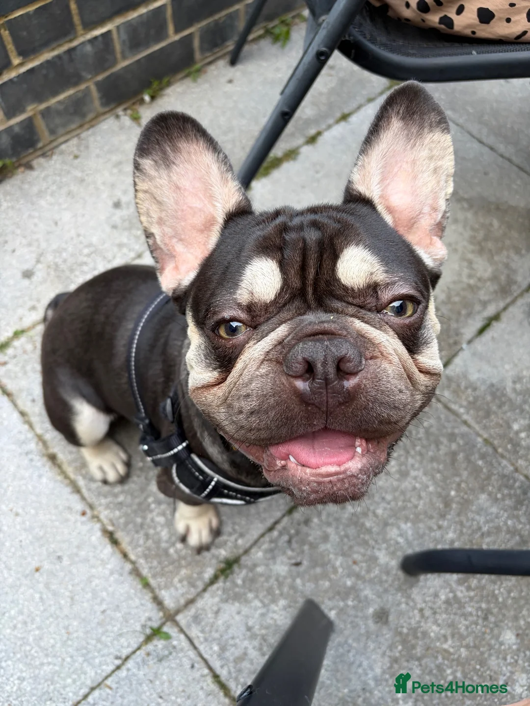 French Bulldog dogs for sale: Moon : French bulldog  in Barnet - Advert 1