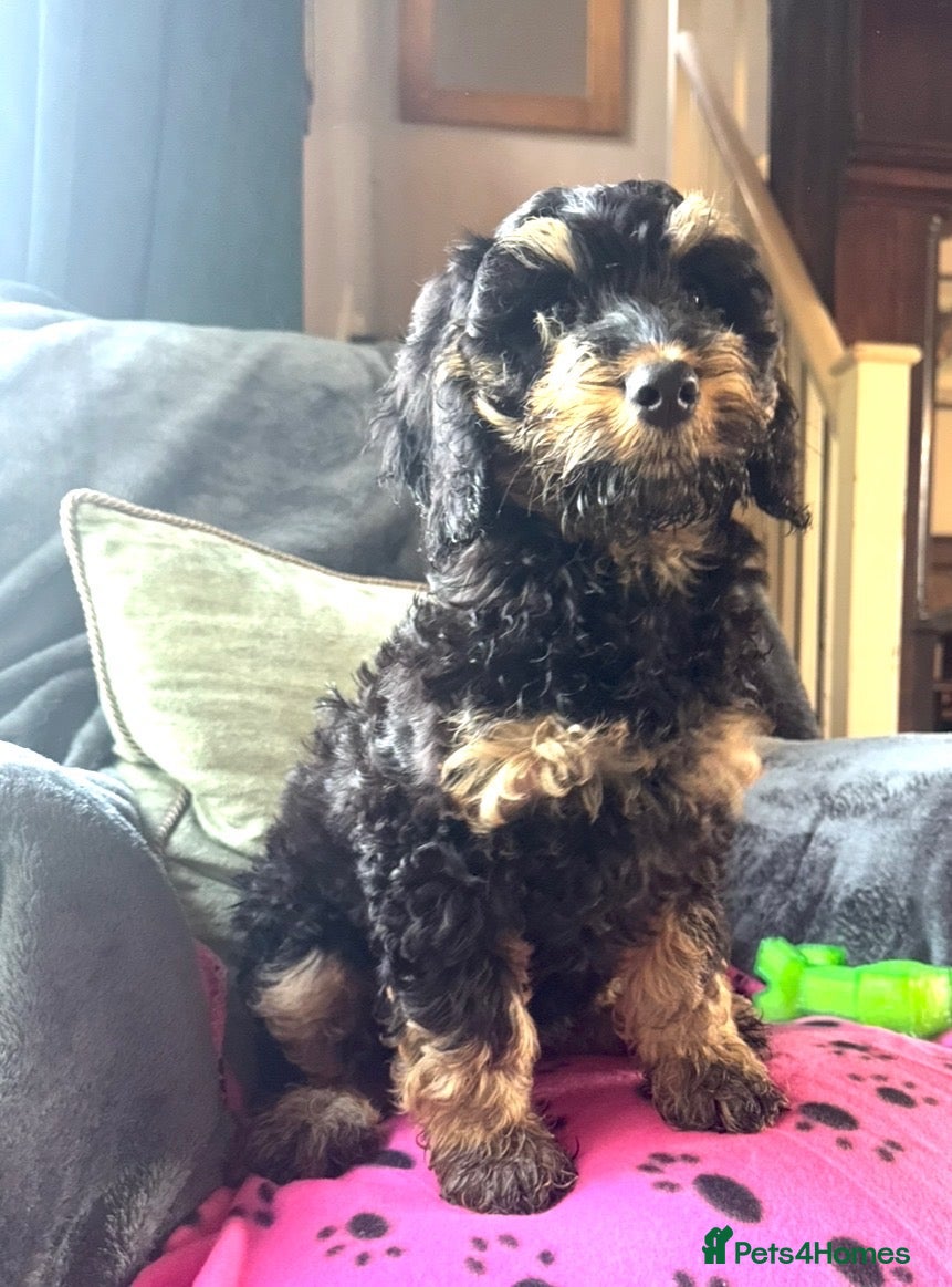 Cockapoo dogs Happy healthy absolutely gorgeous Cockapoo babies - Advert 1