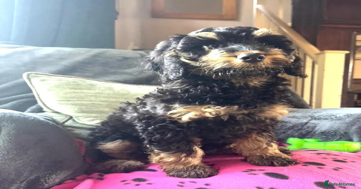 -dogs Cockapoo Puppies for sale | Pets4Homes