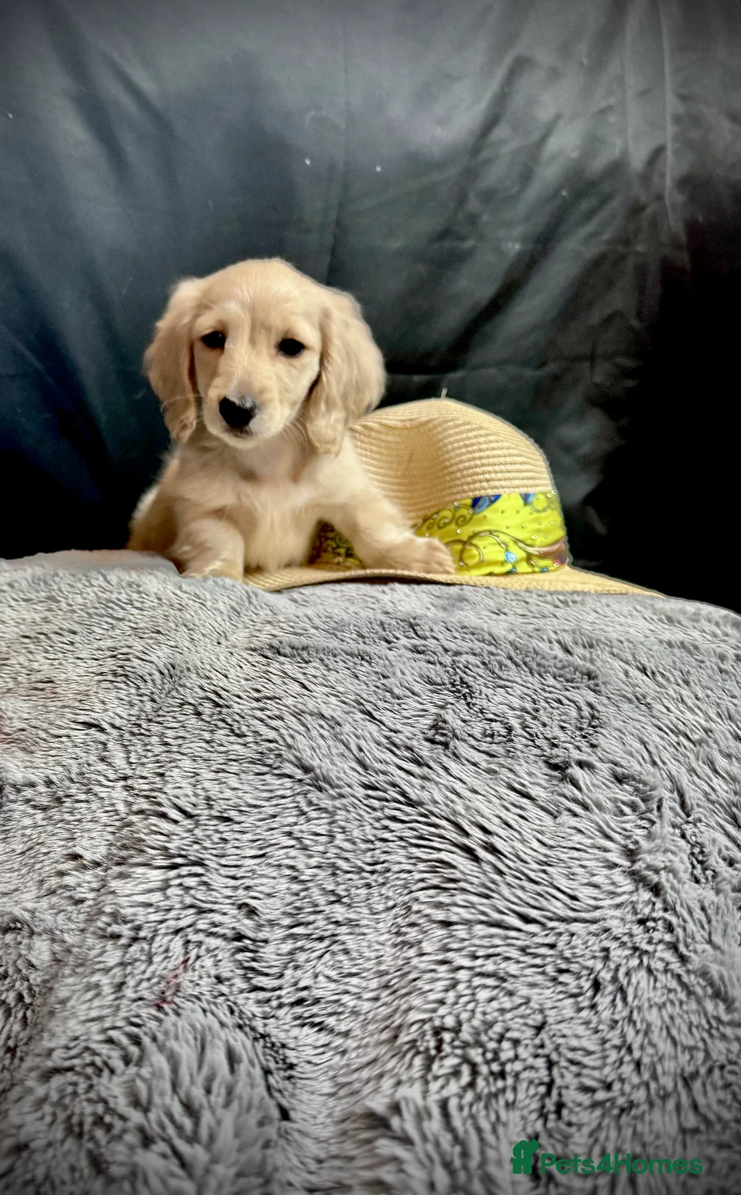 Miniature Dachshund dogs for sale: English cream miniature dachshund kc reg 1 left - Advert 21