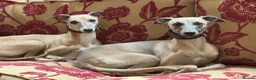 Whippet dogs for sale: Stunning KC registered whippet puppies  - Advert 7