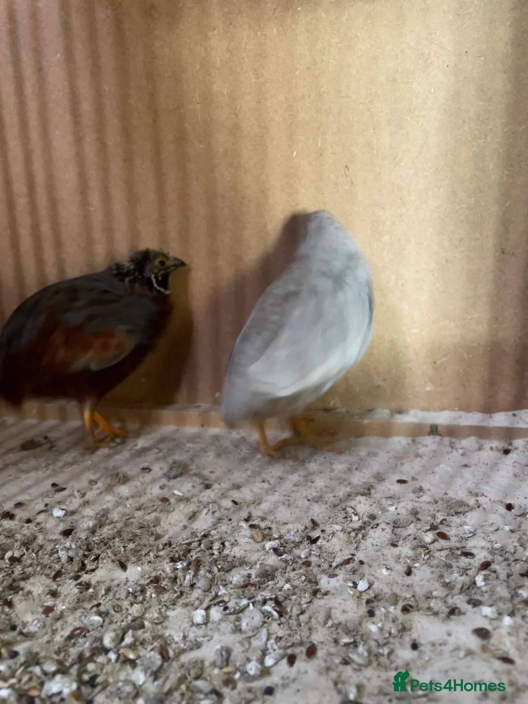 Quail poultry for sale: Pair of button quail  in Taunton - Advert 2