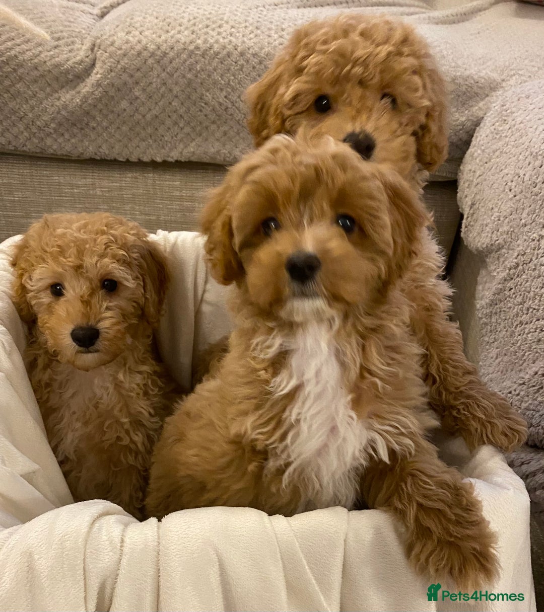 Cavapoo dogs for sale: RED & WHITE CAVAPOO PUPPIES TOP QUALITY BREEDER - Advert 12