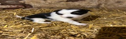 Border Collie dogs for sale: Border collie puppies  - Advert 1