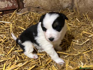 Border Collie dogs Border collie puppies - Advert 10