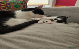 Mixed Breed cats for sale:  Blue eyes Flower pattern mark unique kitten  - Image 28