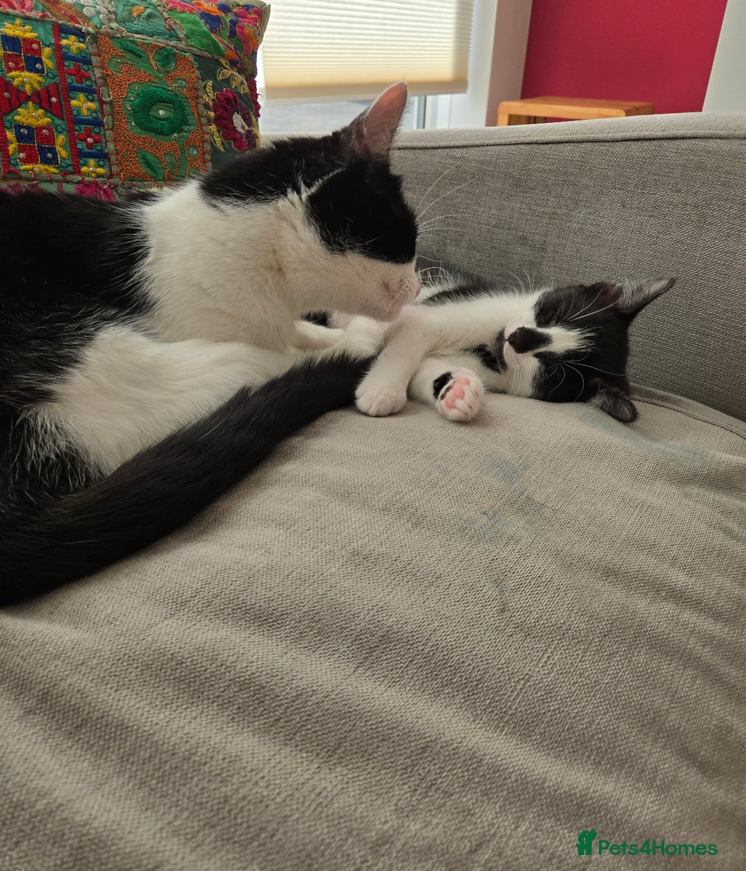 Mixed Breed cats for sale:  Blue eyes Flower pattern mark unique kitten  - Image 28