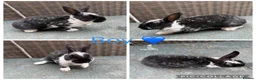 Rex rabbits for sale: 2 Stunning brother Mini Rex’s  - Advert 2